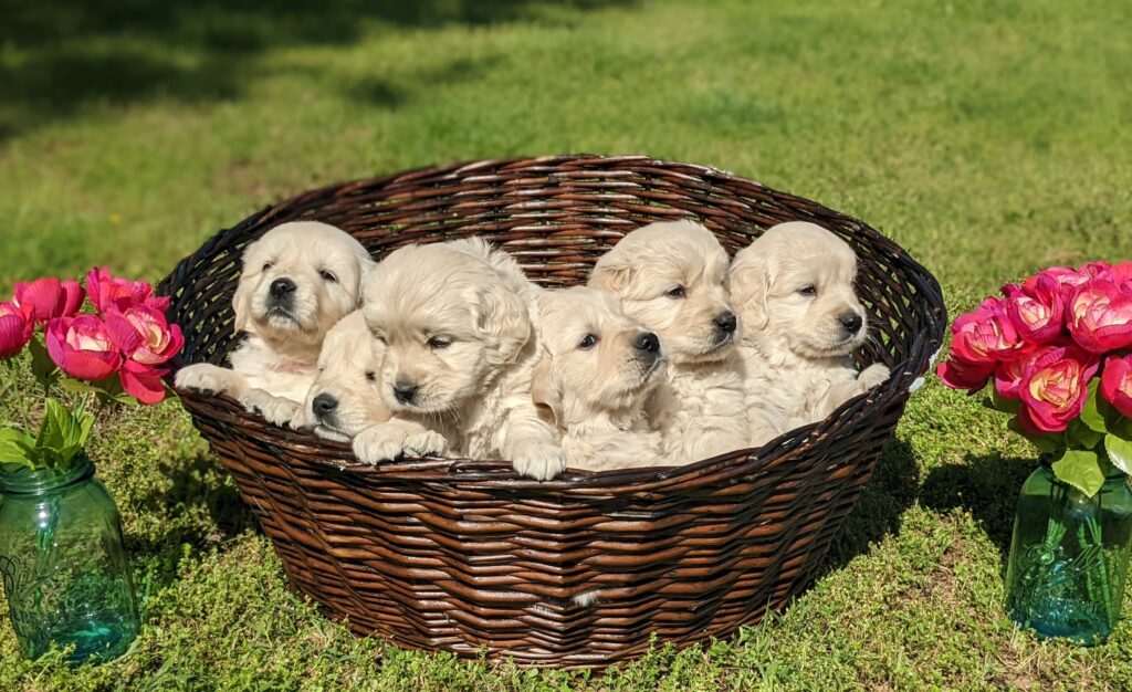 Daisy puppies in basket